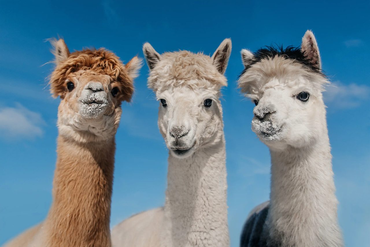 本地大模型智能体编程评测飙至90%,Ollama 圈粉开发者
